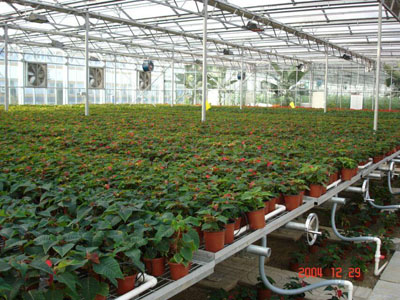 溫室具備哪些育苗設(shè)備，可加快蔬菜產(chǎn)業(yè)現(xiàn)代化進(jìn)程？